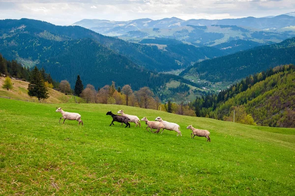 Karpatlar Ukrayna Yolculuk Dağlarda Seyahat Yaşam Tarzı Kavramı Hiking Güzel — Stok fotoğraf