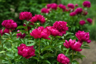 Bahçedeki kırmızı şakayıklar. Çiçekli kırmızı şakayık. Güzel kırmızı Peonie çiçeğine yakın çekim.