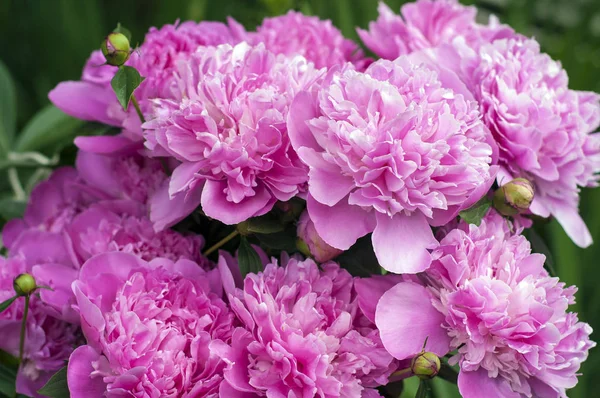 Bahçede pembe şakayıklar. Çiçekli pembe şakayık. Güzel pembe Peonie çiçeğine yakın çekim.