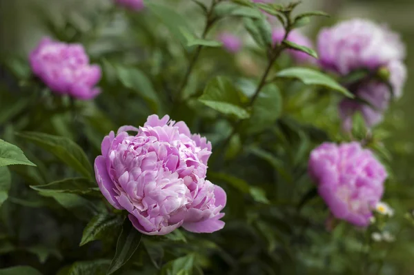 Pivoines Roses Dans Jardin Pivoine Rose Fleurs Gros Plan Belle — Photo