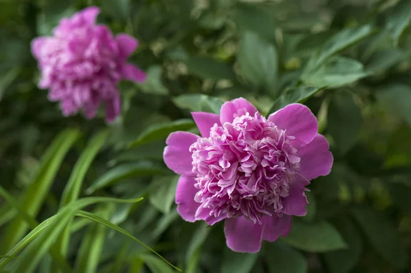 Peonías Rosadas Jardín Peonía Rosa Floreciente Primer Plano Hermosa Flor — Foto de Stock