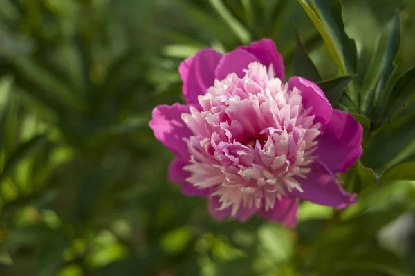 Pivoines Roses Dans Jardin Pivoine Rose Fleurs Gros Plan Belle — Photo
