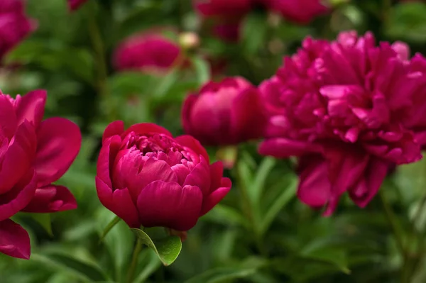 庭の赤い牡丹 赤い牡丹を咲かせます 美しい赤い牡丹の花の閉鎖 — ストック写真