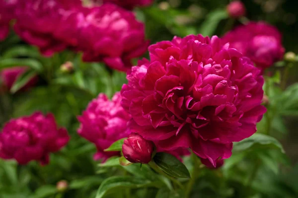 Pivoines Rouges Dans Jardin Pivoine Rouge Fleurs Gros Plan Belle — Photo
