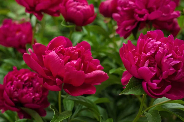 庭の赤い牡丹 赤い牡丹を咲かせます 美しい赤い牡丹の花の閉鎖 — ストック写真