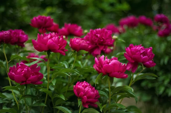 Czerwone Piwonie Ogrodzie Kwitnąca Czerwona Piwonia Zbliżenie Piękny Czerwony Peonie — Zdjęcie stockowe