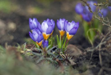 Vahşi hayvanlar bölümünde büyüyen bahar çiçek Çiğdem çiçek açan sihirli bir bakış. Mor crocus dışında Dünya'dan büyüyen. Taze güzel mor çiğdemler. Mavi Çiğdem baharda çiçeklenme.