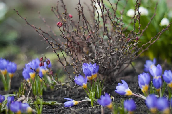 Vahşi hayvanlar bölümünde büyüyen bahar çiçek Çiğdem çiçek açan sihirli bir bakış. Mor crocus dışında Dünya'dan büyüyen. Taze güzel mor çiğdemler. Mavi Çiğdem baharda çiçeklenme.