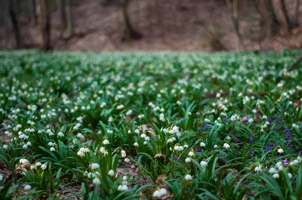 Весной Лесу Цветут Белые Свежие Подснежники Нежные Весенние Цветы Предвестники — стоковое фото