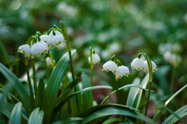 Des Gouttes Neige Blanches Fraîches Fleurissent Dans Forêt Printemps Tendre — Photo