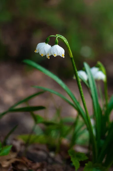 Des Gouttes Neige Blanches Fraîches Fleurissent Dans Forêt Printemps Tendre — Photo