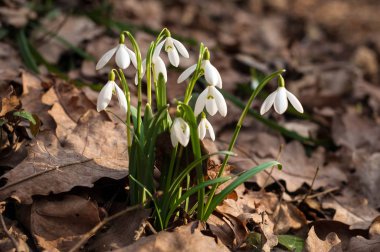 Bahar ormanda beyaz taze kardelen çiçek. İhale bahar çiçekleri kardelen habercilere ısınma baharın gelişini sembolize.