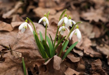 Bahar ormanda beyaz taze kardelen çiçek. İhale bahar çiçekleri kardelen habercilere ısınma baharın gelişini sembolize.