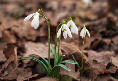 Bahar ormanda beyaz taze kardelen çiçek. İhale bahar çiçekleri kardelen habercilere ısınma baharın gelişini sembolize.