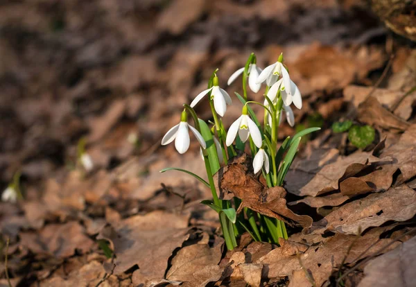Kwiat Biały Świeży Przebiśniegi Lesie Wiosną Przetargowej Wiosna Kwiaty Przebiśniegów — Zdjęcie stockowe
