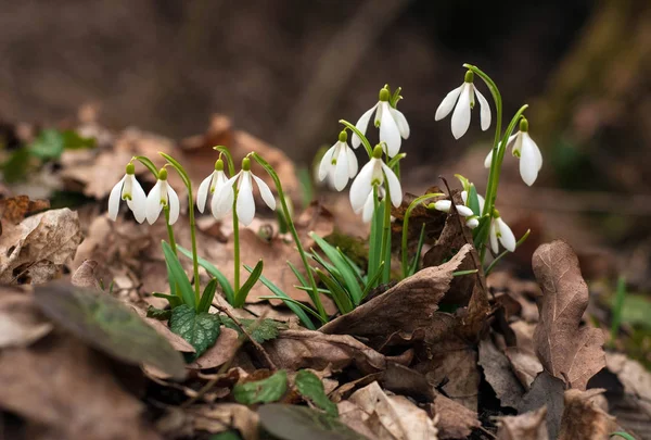 Witte Frisse Sneeuwklokjes Bloeien Het Bos Het Voorjaar Inschrijving Lente — Stockfoto