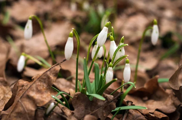 Kwiat Biały Świeży Przebiśniegi Lesie Wiosną Przetargowej Wiosna Kwiaty Przebiśniegów — Zdjęcie stockowe