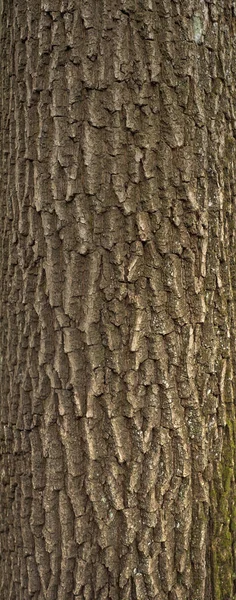 그것에 이끼와 나무의 껍질의 릴리프 텍스처 질감의 사진입니다 껍질의 창조적인 — 스톡 사진