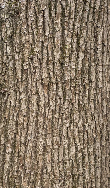 Textura Alívio Casca Marrom Uma Árvore Com Musgo Verde Nela — Fotografia de Stock