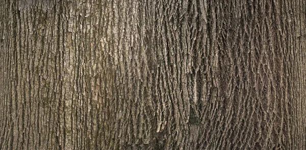 有青苔和地衣的树的棕色树皮的浮雕纹理 林登树皮的展开圆形全景 — 图库照片