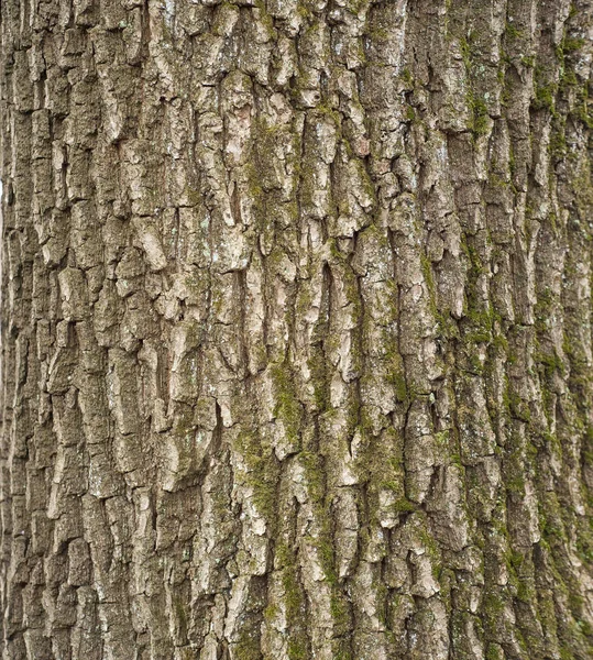 Reliefową Fakturą Brązowy Kory Drzewa Mchem Nim Pionowe Zdjęcie Tekstury — Zdjęcie stockowe