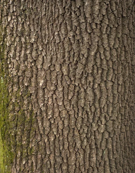 それを緑の苔と木の茶色の樹皮のレリーフ テクスチャ 木の樹皮のテクスチャーの縦の写真を 古いオークの樹皮の救済創造的なテクスチャ — ストック写真