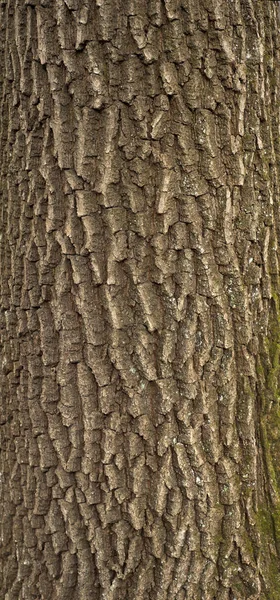 Reliéf Textura Hnědé Kůry Stromu Zeleným Mechem Něm Vertikální Fotografie — Stock fotografie