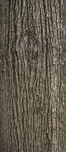 Textura Alívio Casca Marrom Cinza Uma Árvore Com Musgo Verde — Fotografia de Stock