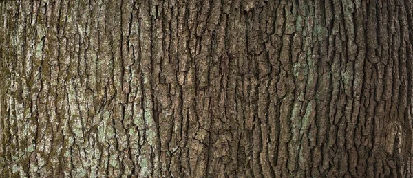 Reliëf Textuur Van Bruine Bast Van Een Boom Met Groene — Stockfoto