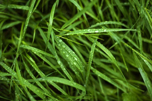 Свіжа зелена трава з краплями роси крупним планом. Вода падає на свіжу траву після дощу . — стокове фото