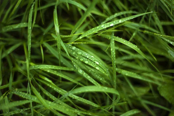 Свіжа зелена трава з краплями роси крупним планом. Вода падає на фр — стокове фото