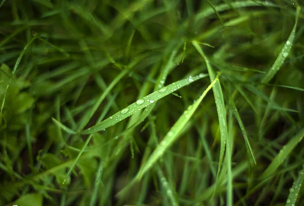 Hierba verde fresca con gotas de rocío de cerca. Gotas de agua en el fr —  Fotos de Stock