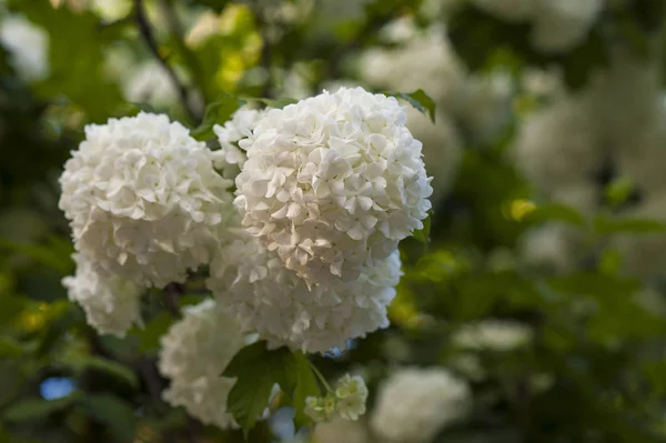 Chiński Śnieżki Kalina główek kwiatów są snowy. Kwitnienie być — Zdjęcie stockowe