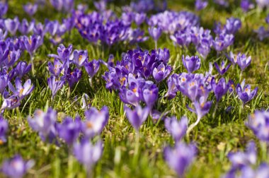 Carpathiands renkli bahar manzarada bloomin alanları ile