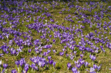 Carpathiands renkli bahar manzarada bloomin alanları ile