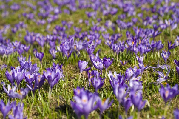 Colorful spring landscape in Carpathiands with fields of bloomin — Stock Photo, Image