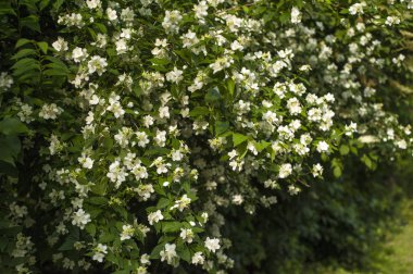 Güneşli bir günde bahçede Yasemin açar. 