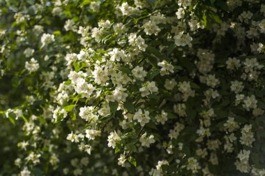 Güneşli bir günde bahçede Yasemin açar.
