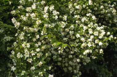 Güneşli bir günde bahçede Yasemin açar. 