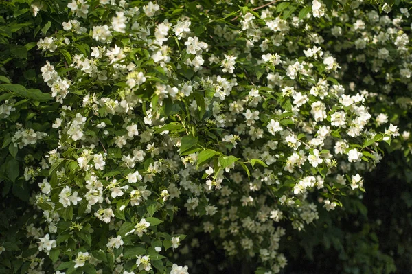 Güneşli bir günde bahçede Yasemin açar. 
