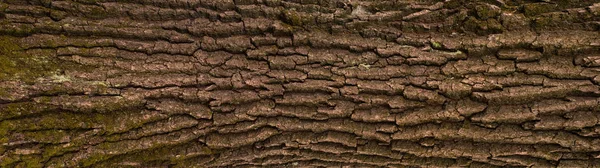 Reliéfní povrch kůry dubu. — Stock fotografie