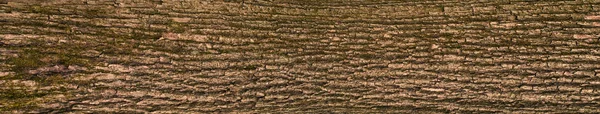Reliëf textuur van de schors van eik. — Stockfoto