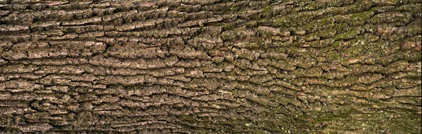 Struttura goffrata della corteccia di quercia . — Foto Stock