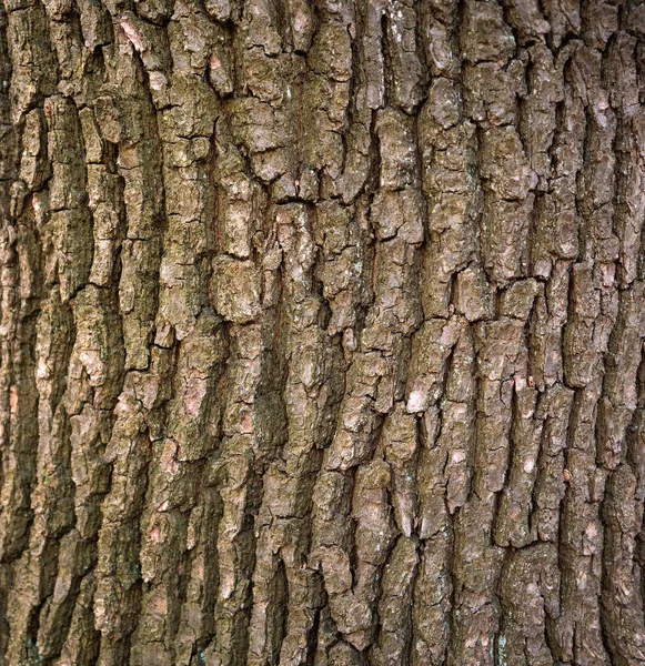 Texture gaufrée de l'écorce de chêne . — Photo