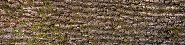 Textura em relevo da casca de carvalho . — Fotografia de Stock