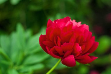 Kırmızı peonies bahçede. Kırmızı peony çiçek açan. 
