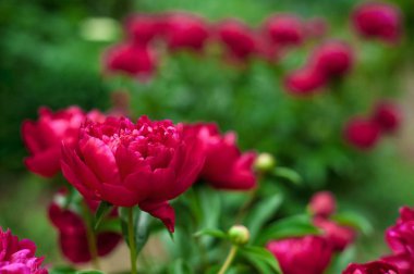 Kırmızı peonies bahçede. Kırmızı peony çiçek açan. 