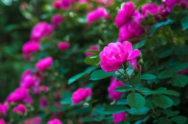 Yağmurdan sonra yeşil bir çalı nın arka planında tomurcukları ile parlak pembe güller. Yaz bahçesinde güzel pembe güller. 