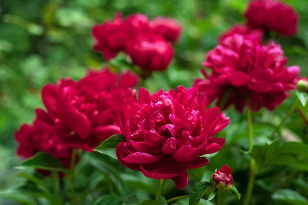 Pivoines rouges dans le jardin. Pivoine rouge en fleurs . — Photo