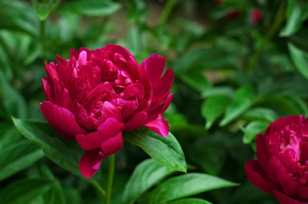 Peonías rojas en el jardín. Peonía roja floreciente . —  Fotos de Stock